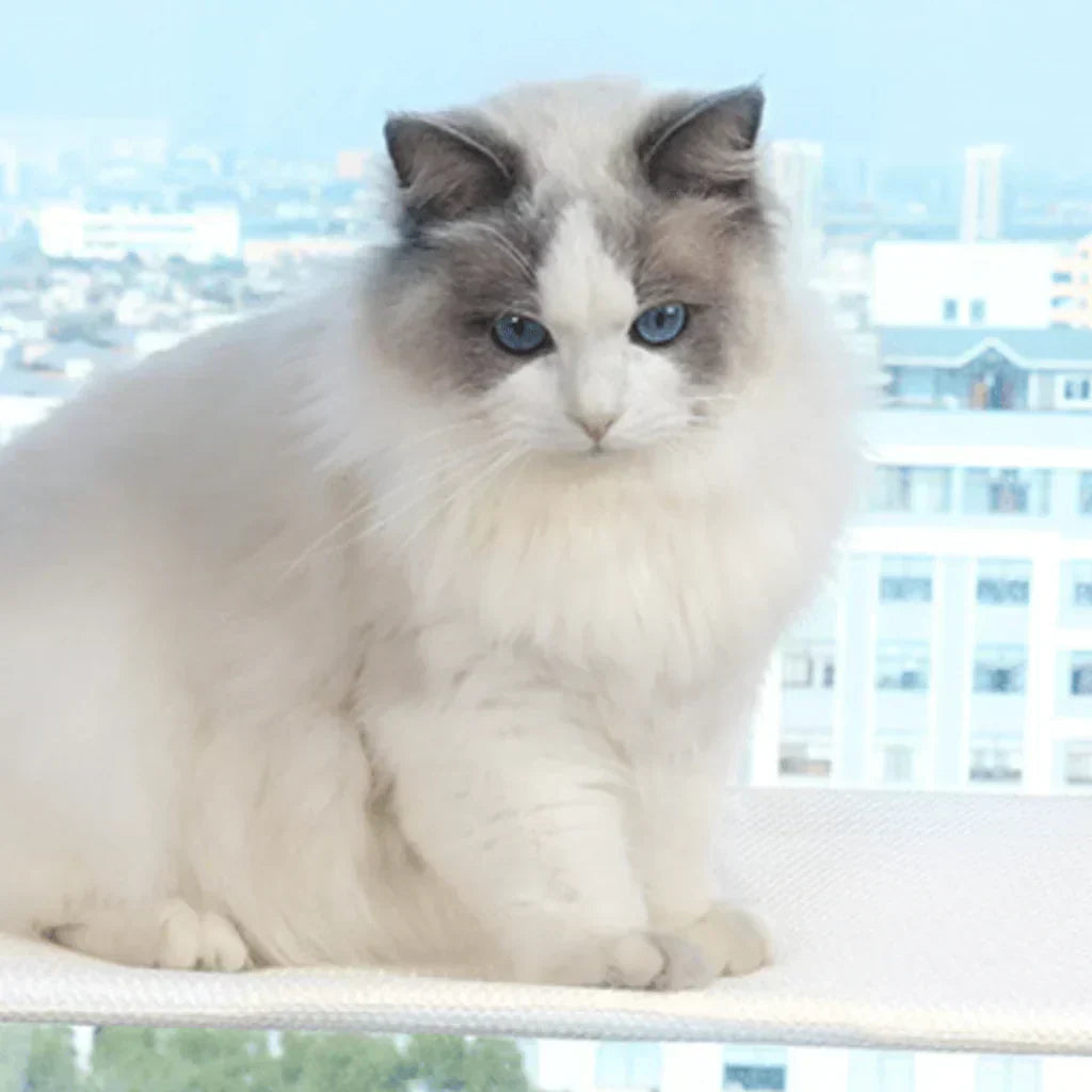 Foldable Window Hammock for Cats with Removable Cover and Strong Support