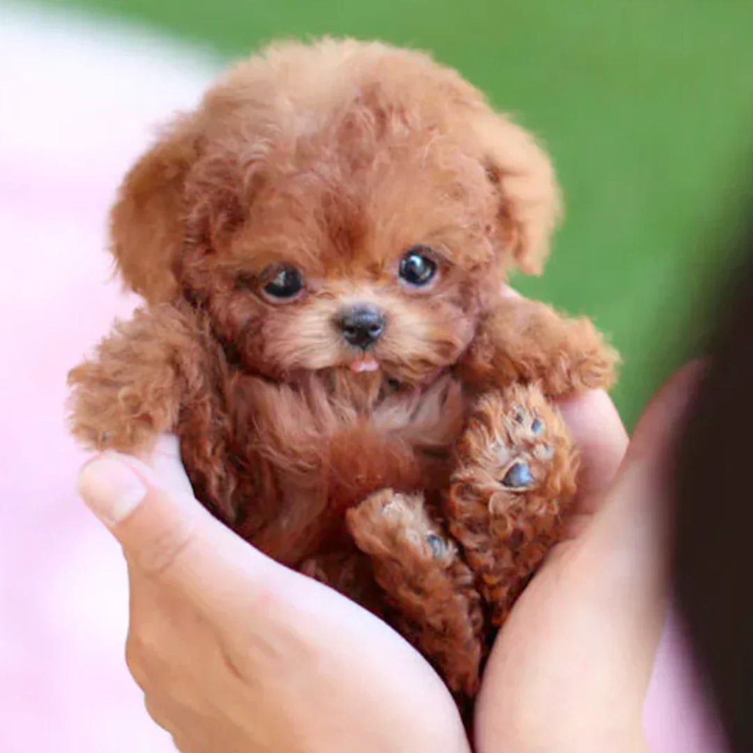 Realistic Plush Dog – Soft and Natural Puppy for Children and Adults
