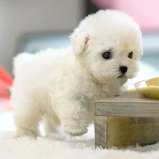 Realistic Plush Dog – Soft and Natural Puppy for Children and Adults